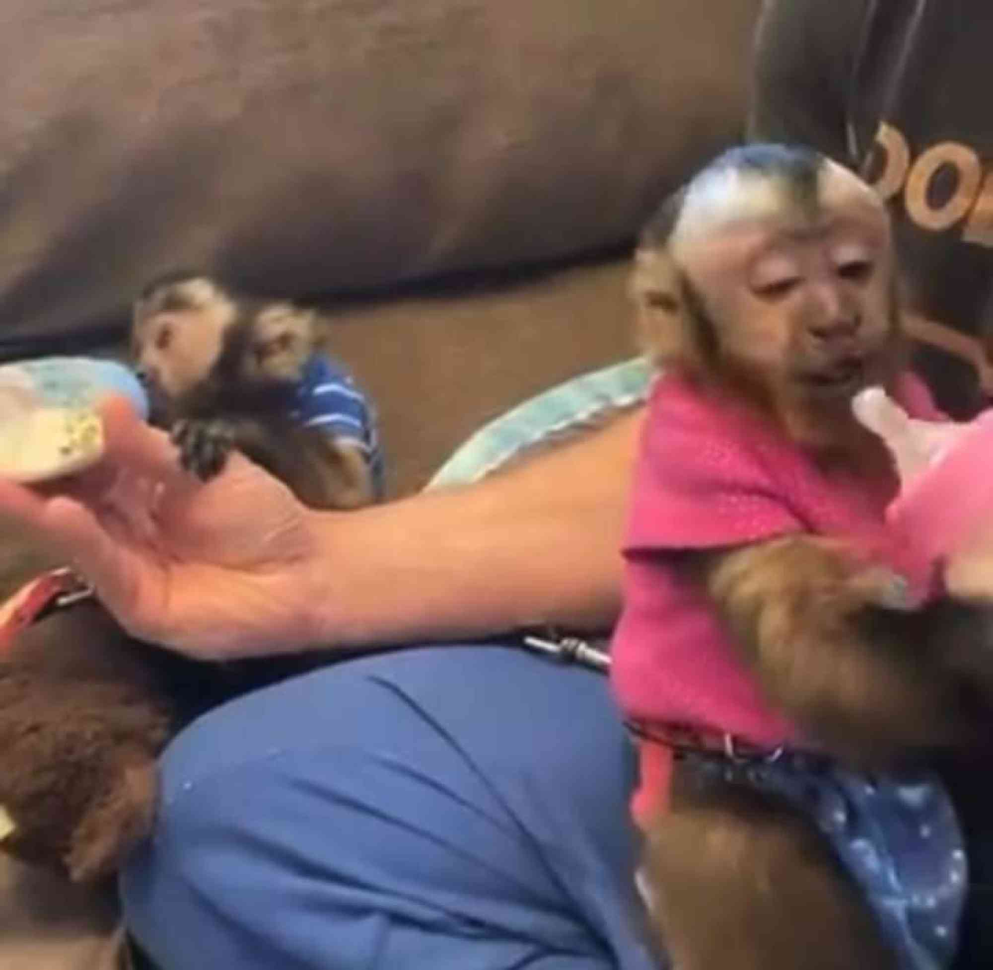 Adorable bebé mono capuchino en venta 