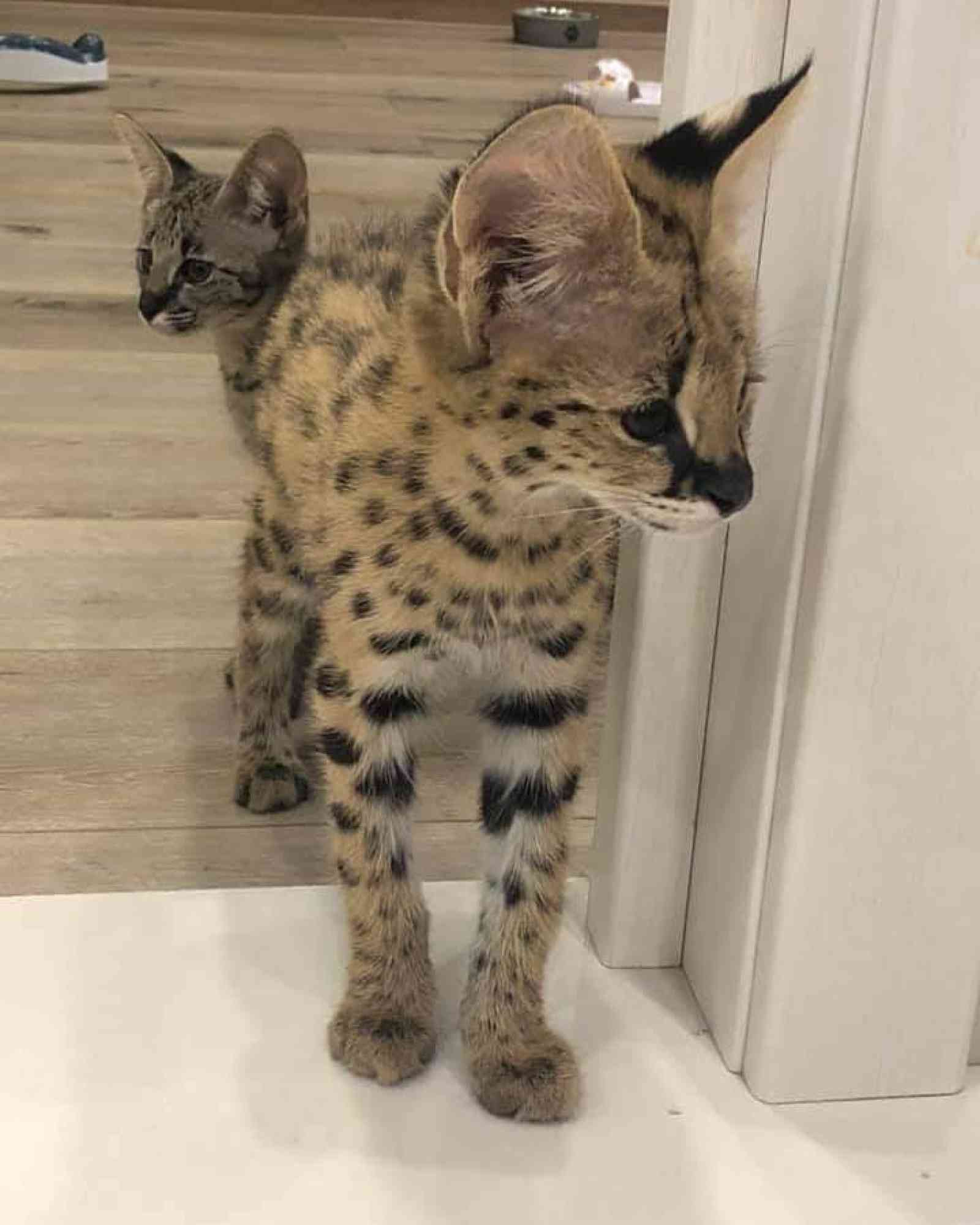 Anuncios de Artículos para Mascotas - Adopción y Venta de Mascotas - Todoclasificados, Entrenar a mano gatito serval africano para a