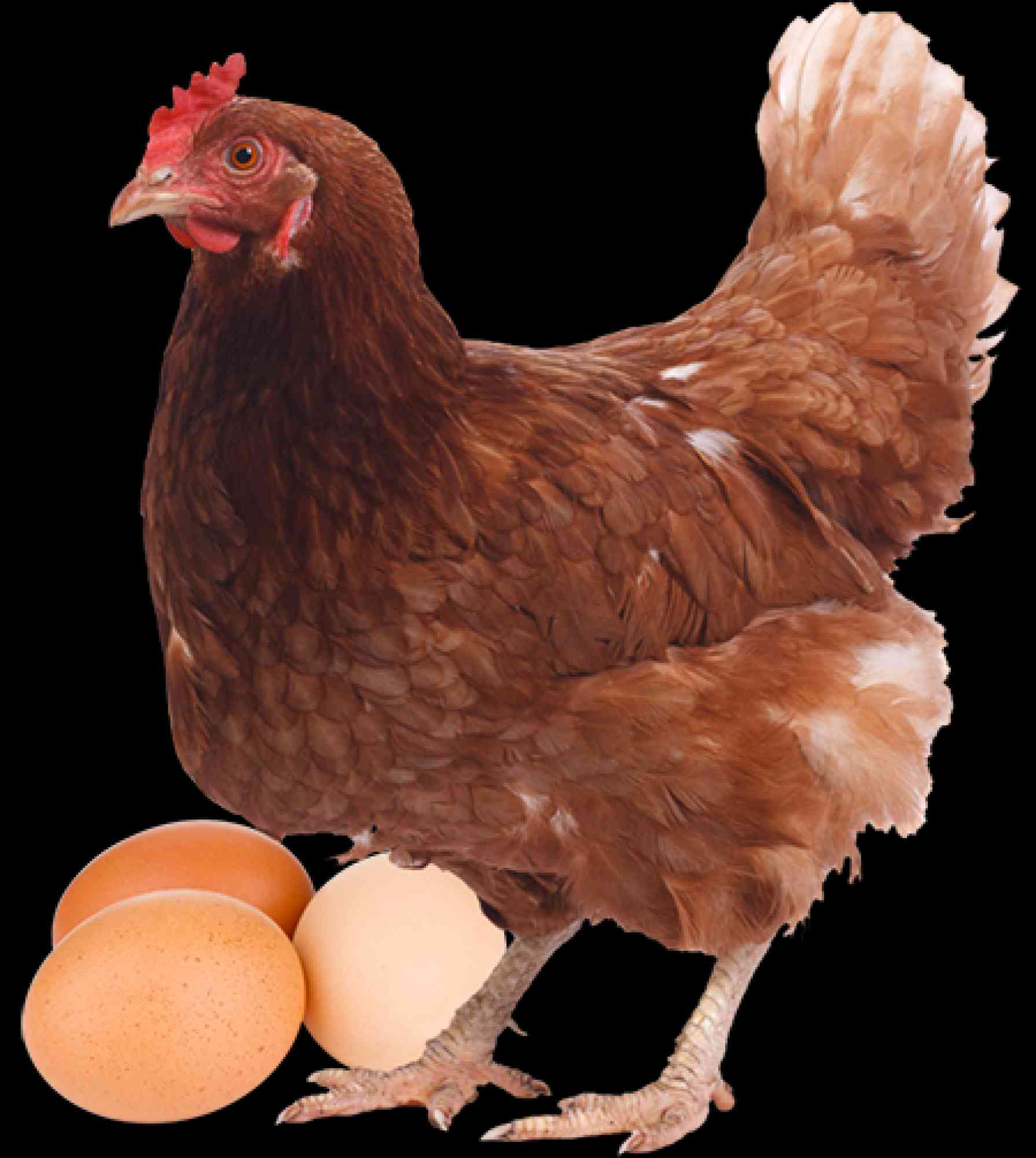 Anuncios de Industria y Agricultura - Anuncios Clasificados Gratis - Todoclasificados, Vendo gallinas ponedoras
