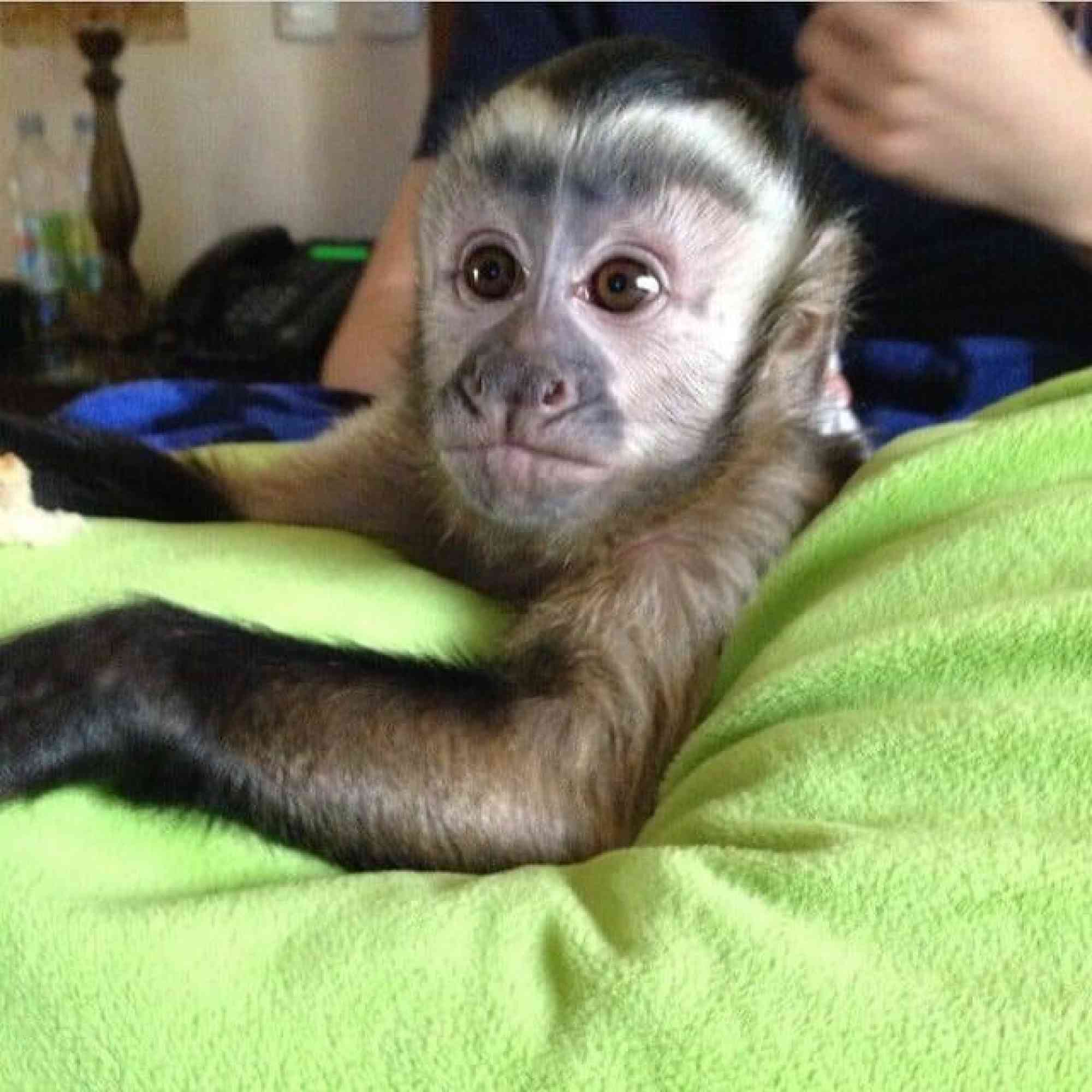 Monos capuchinos registrados en venta